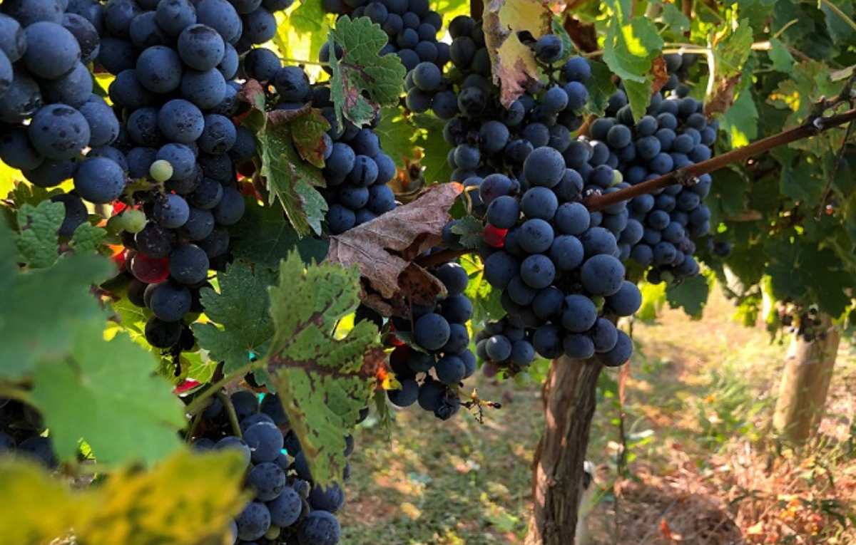 Cabernet Sauvignon