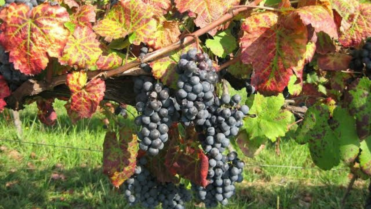 Caiño Tinto