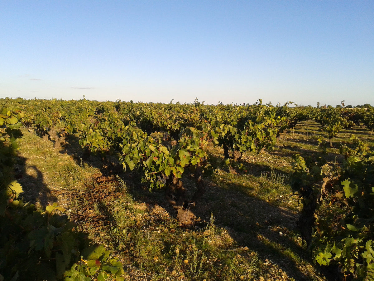 Sei Solo Winery and Vineyards