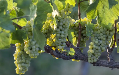 Albariño