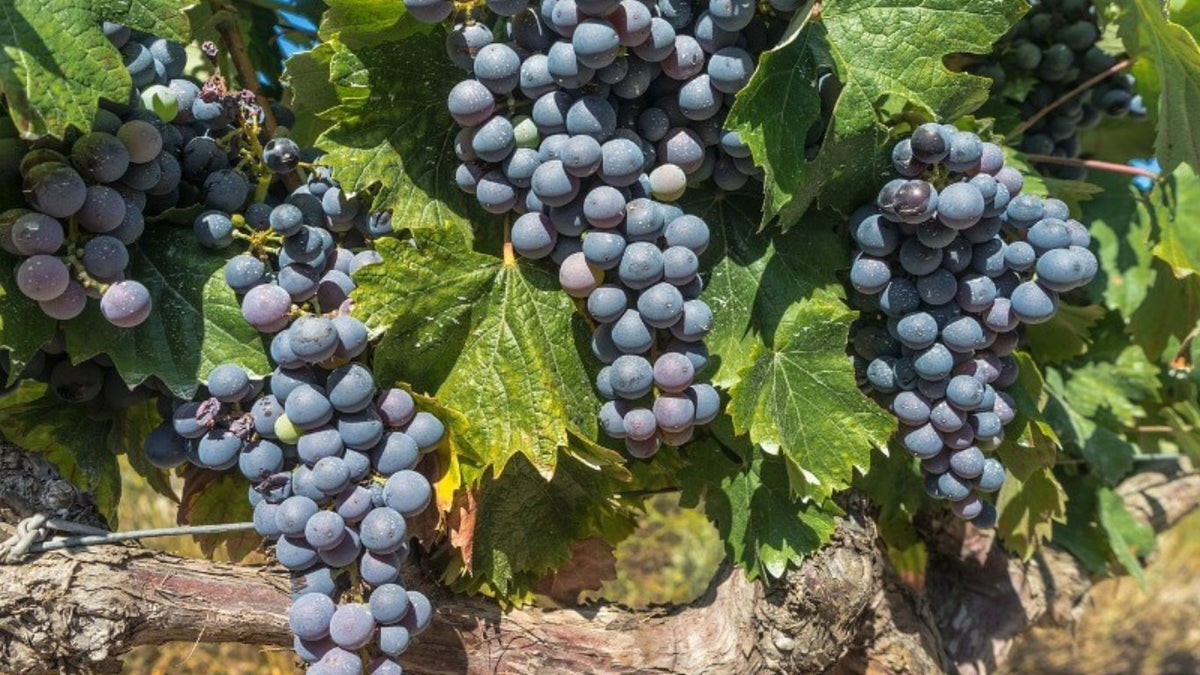 Tempranillo